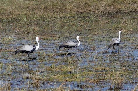 Zambia Tourism - Wildlife Safaris In Zambia