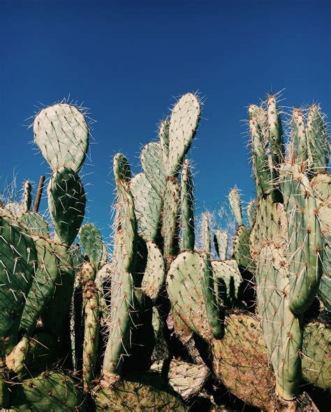 One #cactus #arizona | Cactus plants, Cactus, Plants