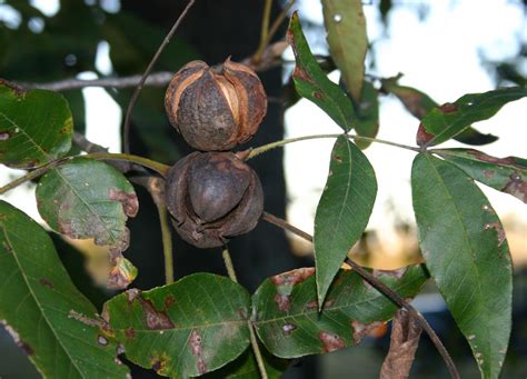 modern relative of Carya washingtonensis (also known as a hickory nut) | Nut recipes, Hickory ...