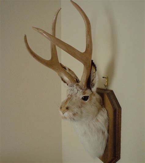 The Jackalope: The Legend Of The Horned Rabbit