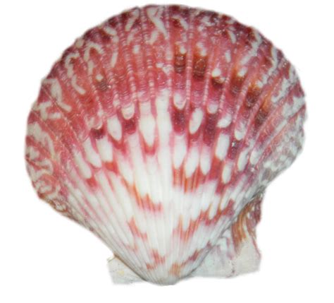 png sea shell 22 by Irisustockimages on DeviantArt