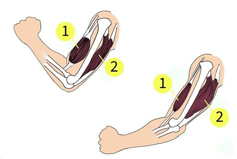 The extension of the arm is brought about by the muscles shown in the diagram. The movement ...