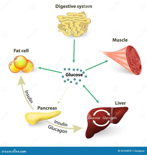 Blood Sugar or Glucose and Insulin Stock Vector - Illustration of liver ...