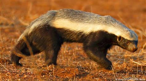 Honey Badger Wolverine Animal Images