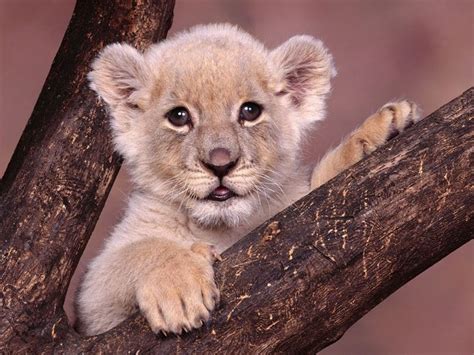 Leoncito en Arbol