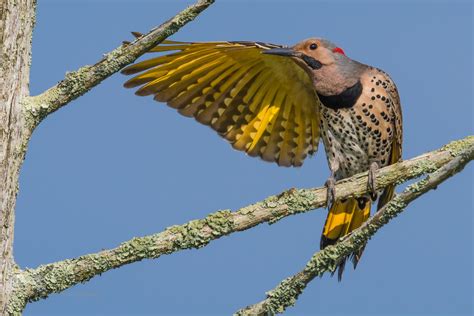 Bird Photography: How to "Get the Shot"