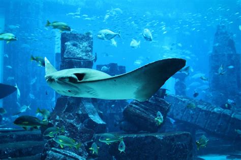 Lost Chambers Aquarium Tickets, Dubai | Authorised Reseller