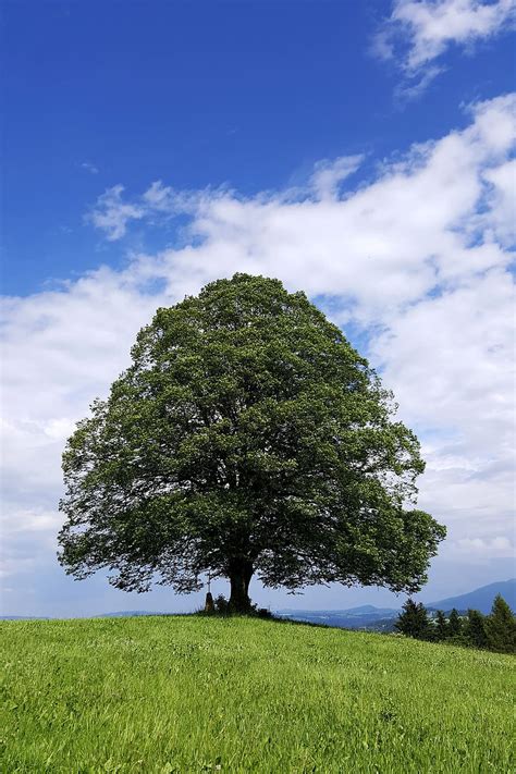 HD wallpaper: linde, tree, hill, meadow, green, allgäu, roßhaupten, plant | Wallpaper Flare