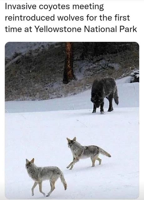 Coyotes and Wolves - Meme by Dutta0101 :) Memedroid