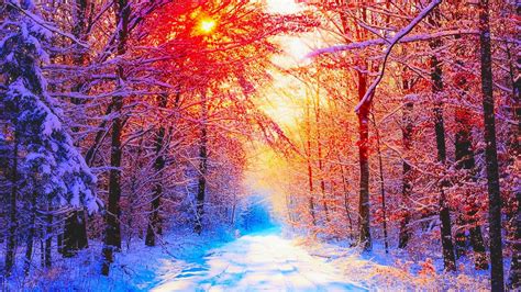 Colorful Winter Trees Wallpapers - Wallpaper Cave