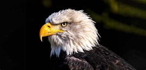 Bald Eagle Gets a New Beak