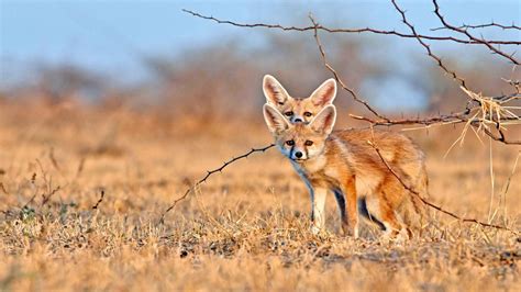 Desert Foxes India – Bing Wallpaper Download