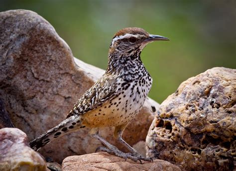 Feather Tailed Stories: Desert Birds in the Snow