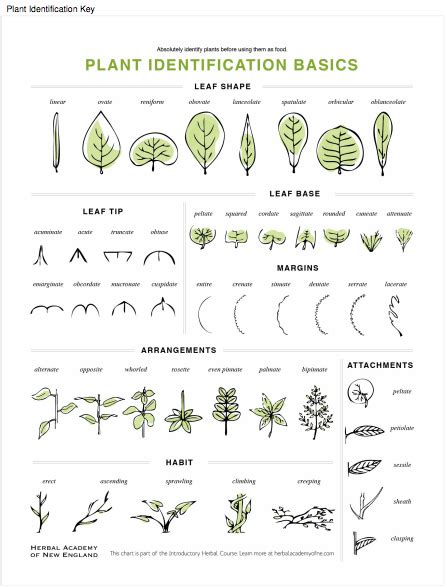 Basic Botany: Describing Leaves – Herbal Academy
