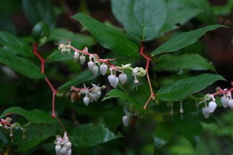 Salal Berry | edible northwest native berry plant for sale | Native Foods Nursery