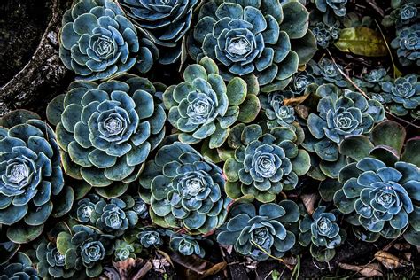 Succulents Background Desktop - Best Succulent Ideas