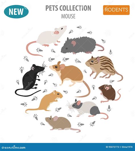 Mice Breeds Icon Set Flat Style Isolated on White. Mouse Rodents Stock ...