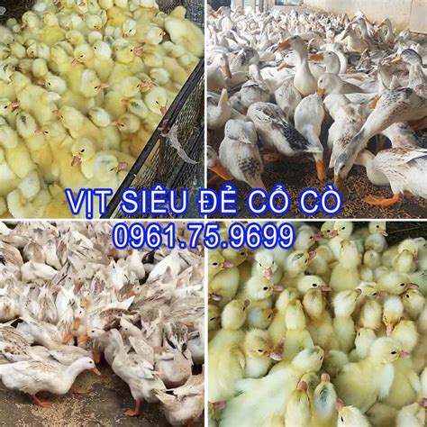 Vịt siêu đẻ trứng CV2000 cổ cò – TRẠI GIỐNG GIA CẦM ĐẠI XUYÊN