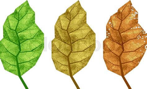 Tobacco Leaf Vector at Vectorified.com | Collection of Tobacco Leaf ...