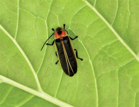 Types of Beetles You Should Know! - EatHappyProject