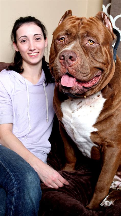 Huge Dog Breeds, Giant Pitbull HD phone wallpaper | Pxfuel