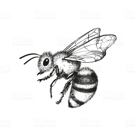 Vector engraving illustration of honey bee on white background | Bee ...