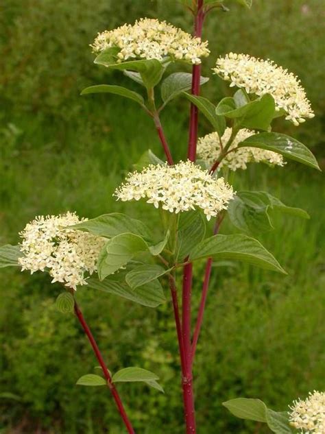 Plant Profile: Red-osier Dogwood (Cornus sericea, a.k.a. Cornus ...