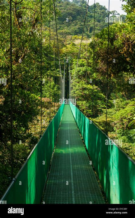 Hanging Bridge, Cloud Forest, Monteverde, Costa Rica Stock Photo - Alamy