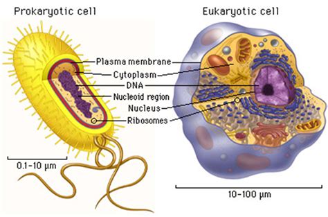 Cell Biology, The Structure of Cells Diagram | Quizlet