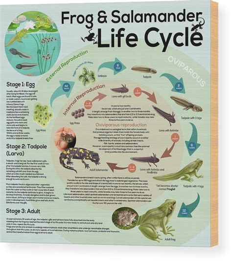 Wood Frog Life Cycle