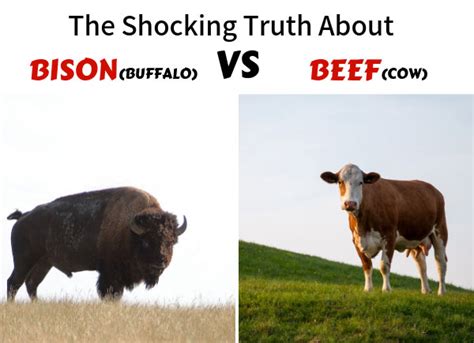 The Shocking Truth About Bison (Buffalo) vs Beef (Cow) | Dr. Sam Robbins