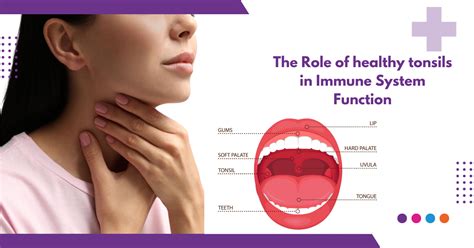 The Role of Healthy Tonsils in Immune System Function