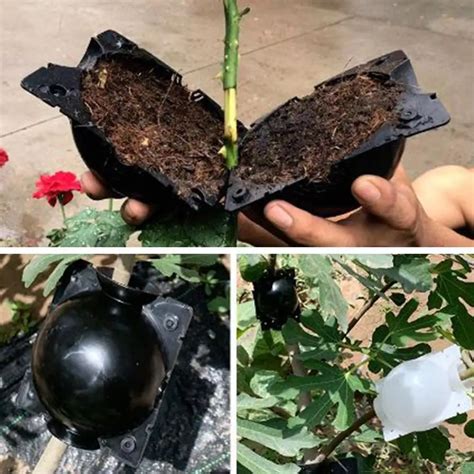 5pcs-Plant-Rooting-Ball-Grafting-Rooting-Growing-Box-Breeding-Case ...