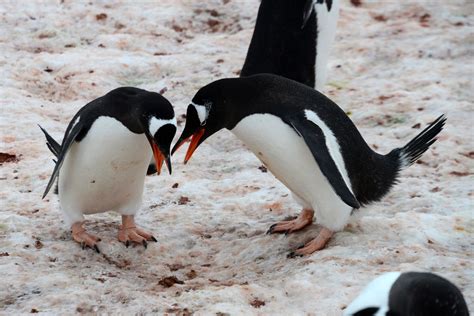 03D Two Gentoo Penguins Perform A Mating Ritual At Neko Harbour On ...