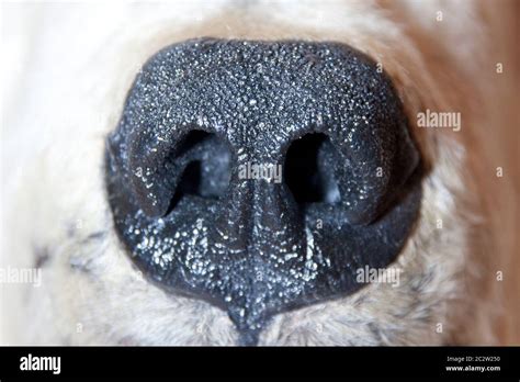 Polar bear nose. Close-up view Stock Photo - Alamy