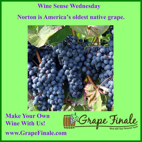 After hundreds of cross breeding attempts the Norton grape was first ...