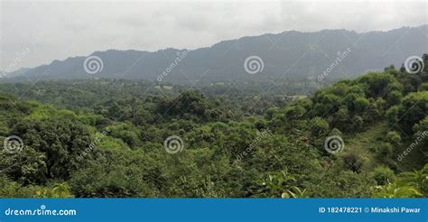 Dense forest with trees stock image. Image of forest - 182478221