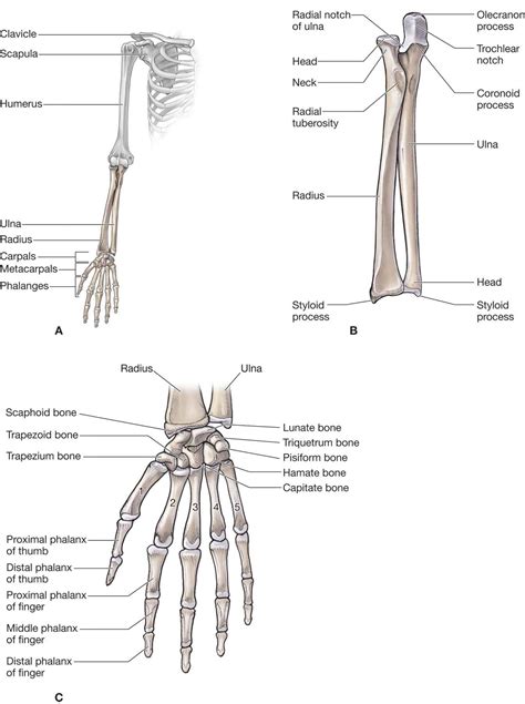 Diagram Of The Bones Of The Hand And Arm