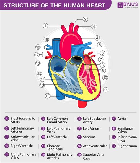 Human Heart - Anatomy, Functions and Facts about Heart