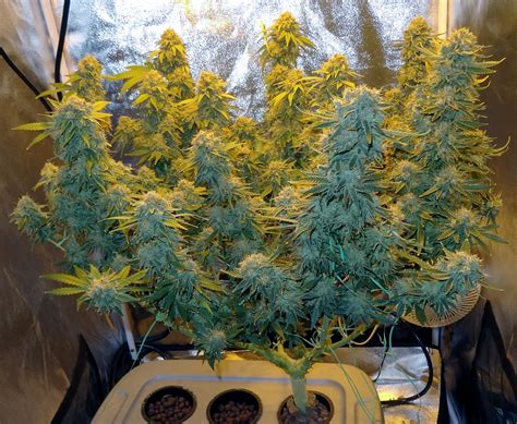 10 Tips and Tricks for Growing Weed Indoors | Grow Weed Easy