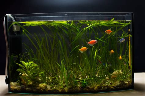 5 Best Fish Tank Filter Options For Your Setup