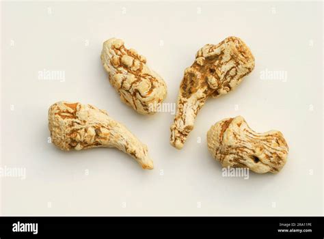 Angelica (Angelica sinensis), dried roots, Dong Quai, medicinal ...