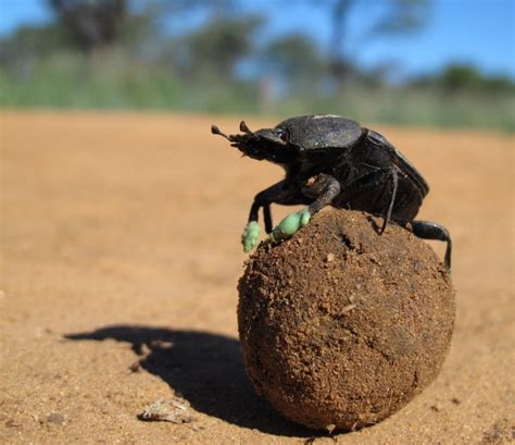 Why do dung beetles dance on balls of poop? To keep cool