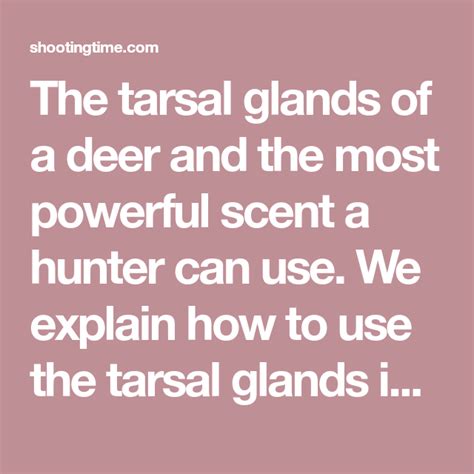 The tarsal glands of a deer and the most powerful scent a hunter can use. We explain how to use ...