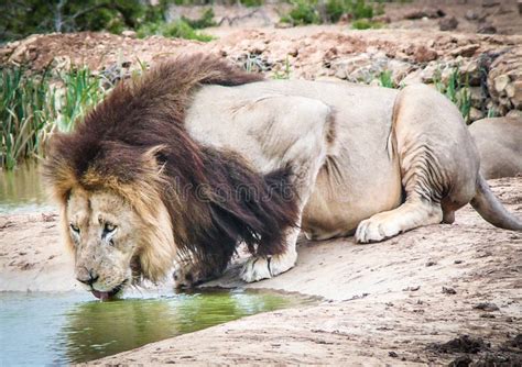 Lion drinking water stock photo. Image of africa, male - 37898592