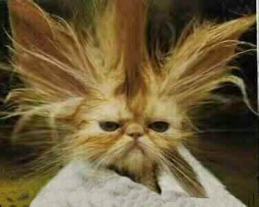 Pulling my hair out | Funny animal pictures, Funny cat pictures, Tgif funny