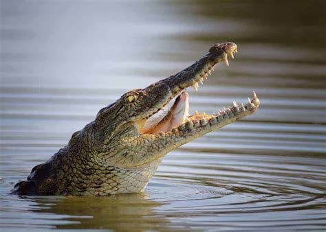 31 Facts About Africa's Nile Crocodile (Crocodylus niloticus) | Storyteller Travel