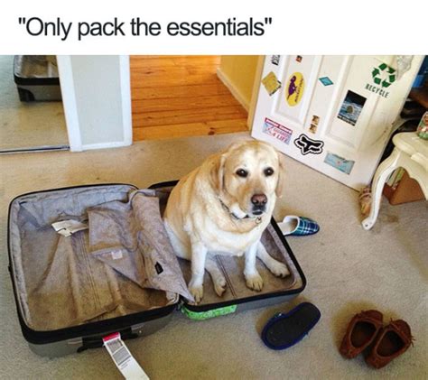 27 Ridiculously Happy Dog Memes to Brighten Your Day