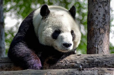 First panda college opens to protect loved species | The Straits Times