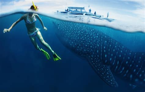 Whale Sharks Of Isla Mujeres - DeeperBlue.com